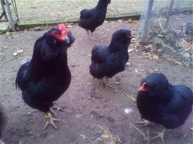 Araukany 27.12. 011 - 1