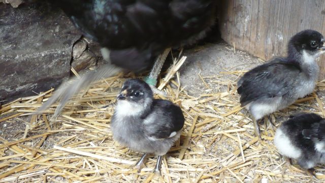 Araucana s kuřaty - 2