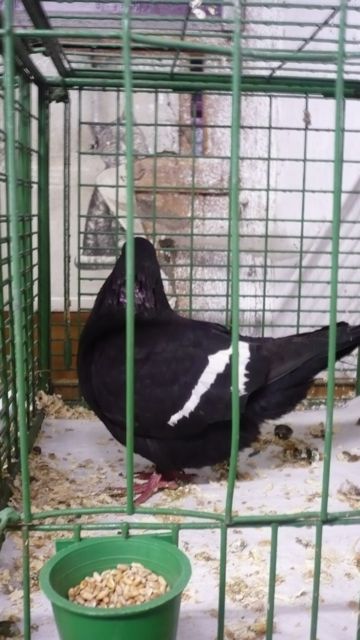 Suchomasty 21.1.012 - 01