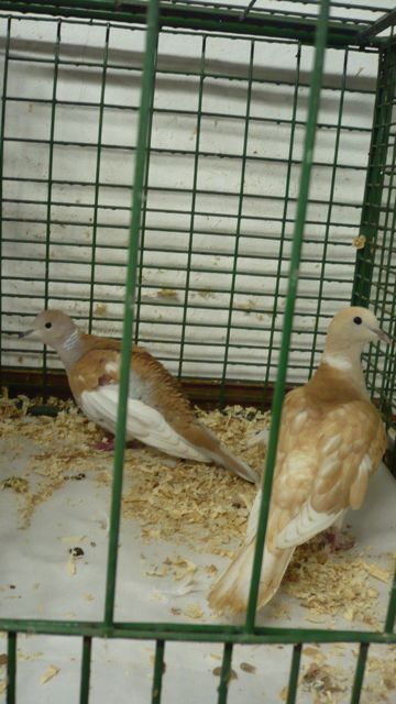 Suchomasty 21.1.012 - 02
