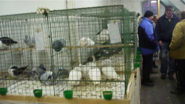 Suchomasty 21.1.012 - 03