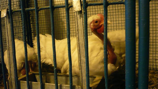 Rakovník 28.1.012 - 07