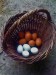 vejce s v košíku (araukaní a maransští)