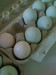 vlevo vejce hamburčanek stč. vpravo araucan černých
